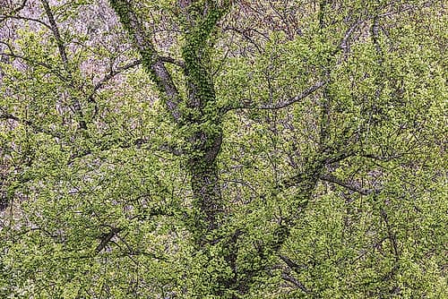 Pattern of spring leaves and tree branches-Cades Cove-Great Smoky Mountains National Park-Tennessee Art Print